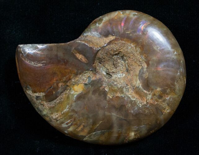 Red Iridescent Ammonite #5144